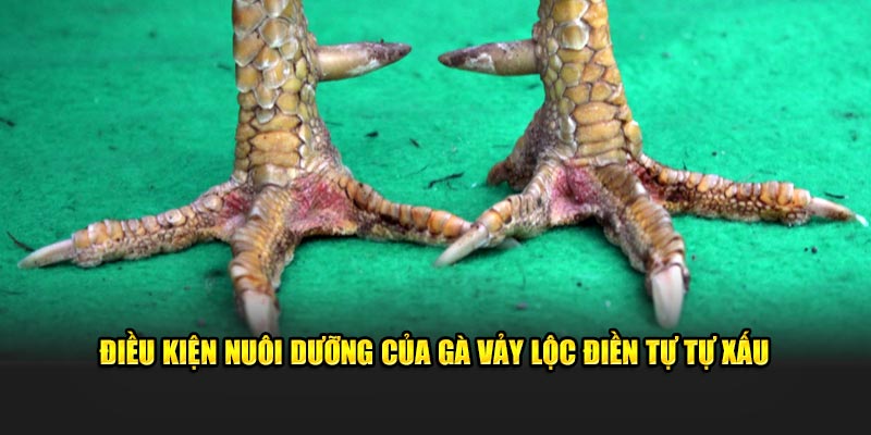Điều kiện nuôi dưỡng của gà vảy lộc điền tự