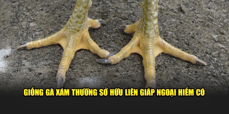 Giống gà xám thường sở hữu liên giáp ngoại hiếm có