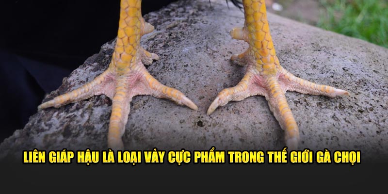 Liên giáp hậu là loại vảy cực phẩm trong thế giới gà chọi