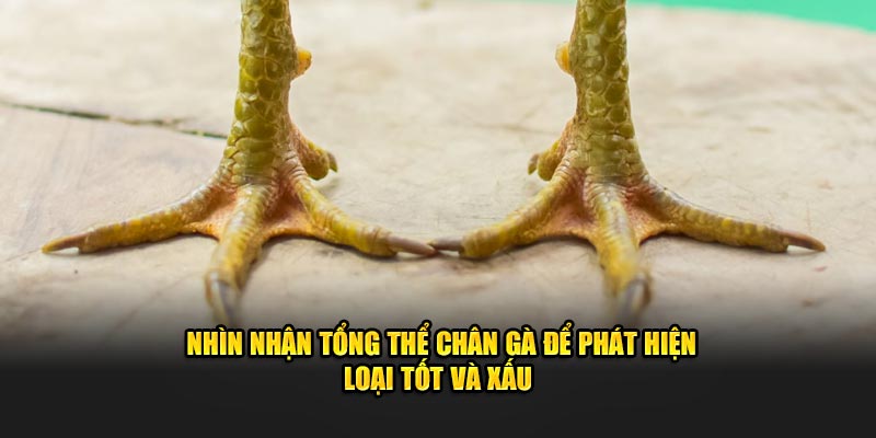 Nhìn nhận tổng thể chân gà để phát hiện loại tốt và xấu