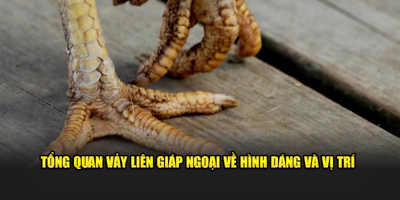 Tổng quan vảy liên giáp ngoại về hình dáng và vị trí
