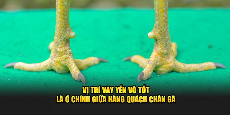 Vị trí vảy yến võ tốt là ở chính giữa hàng quách chân gà
