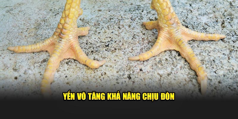 Yến võ tăng khả năng chịu đòn